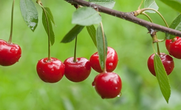 Benefcios da Cereja