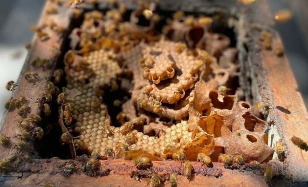 Por ser mais raro, mel de abelhas sem ferro pode custar at R$ 800 o litro